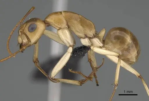 Camponotus cuneiscapus specimen CASENT0822215 image casent0822215_3