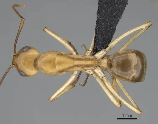 Camponotus cuneiscapus specimen CASENT0822216 image casent0822216_1