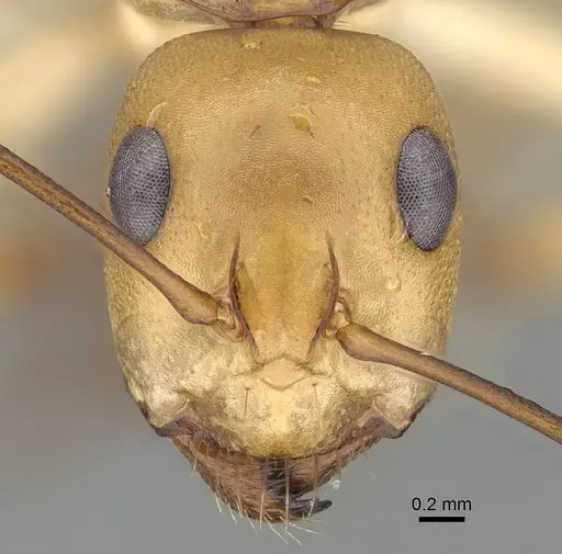 Camponotus cuneiscapus specimen CASENT0822216 image casent0822216_2