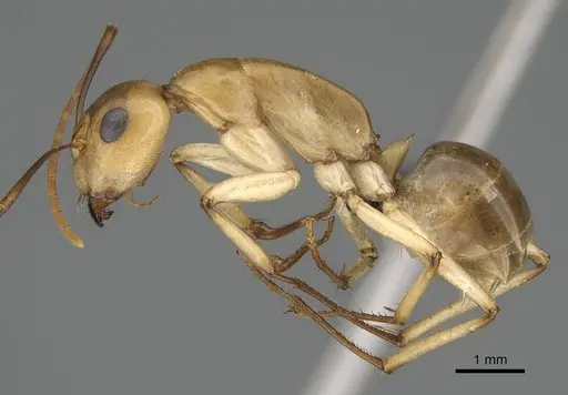 Camponotus cuneiscapus specimen CASENT0822216 image casent0822216_3