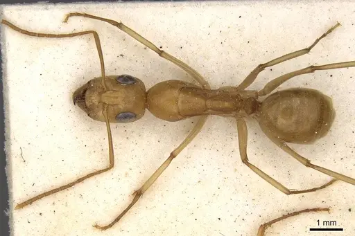 Camponotus cuneiscapus specimen CASENT0906885 image casent0906885_1