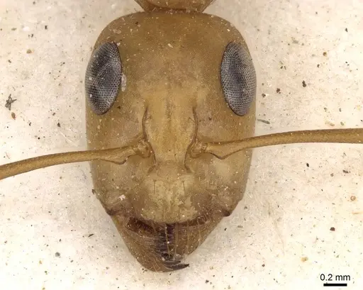Camponotus cuneiscapus specimen CASENT0906885 image casent0906885_2
