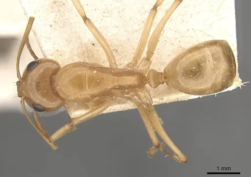 Camponotus cuneiscapus specimen CASENT0910576 image casent0910576_1