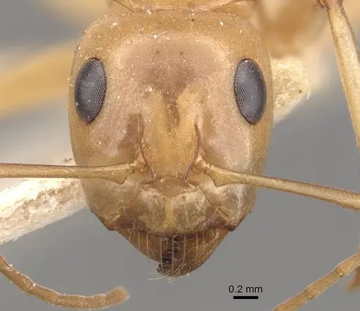 Camponotus cuneiscapus specimen CASENT0910576 image casent0910576_2