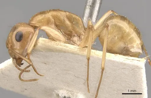 Camponotus cuneiscapus specimen CASENT0910576 image casent0910576_3