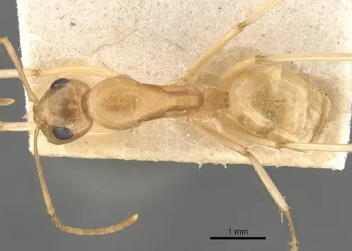 Camponotus cuneiscapus specimen CASENT0910577 image casent0910577_1