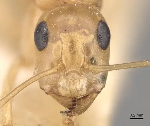 Camponotus cuneiscapus specimen CASENT0910577 image casent0910577_2