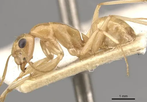 Camponotus cuneiscapus specimen CASENT0910577 image casent0910577_3