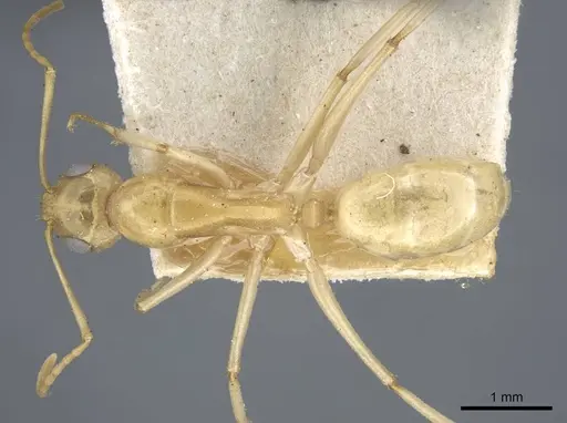 Camponotus cuneiscapus specimen CASENT0917167 image casent0917167_1