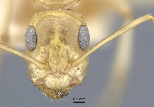 Camponotus cuneiscapus specimen CASENT0917167 image casent0917167_2