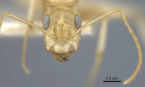 Camponotus cuneiscapus specimen CASENT0917167 image casent0917167_3