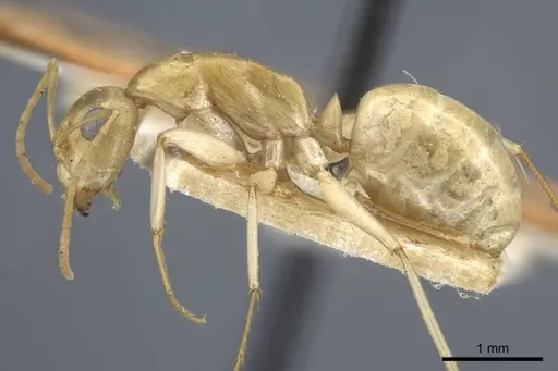 Camponotus cuneiscapus specimen CASENT0917167 image casent0917167_4