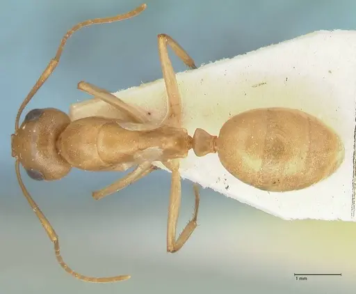 Camponotus cuneiscapus specimen FOCOL2268 image focol2268_1