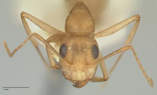 Camponotus cuneiscapus specimen FOCOL2268 image focol2268_2