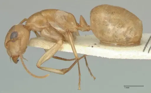 Camponotus cuneiscapus specimen FOCOL2268 image focol2268_3