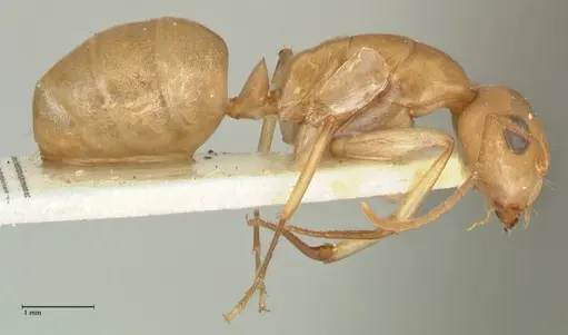 Camponotus cuneiscapus specimen FOCOL2268 image focol2268_4