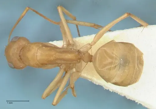 Camponotus cuneiscapus specimen FOCOL2269 image focol2269_1