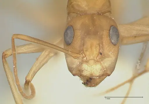 Camponotus cuneiscapus specimen FOCOL2269 image focol2269_2
