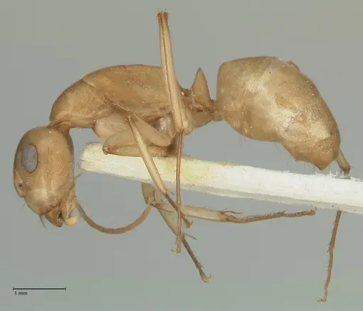 Camponotus cuneiscapus specimen FOCOL2269 image focol2269_3