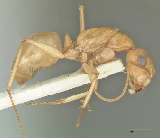 Camponotus cuneiscapus specimen FOCOL2269 image focol2269_4
