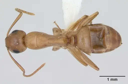 Camponotus curviscapus specimen CASENT0173553 image casent0173553_1