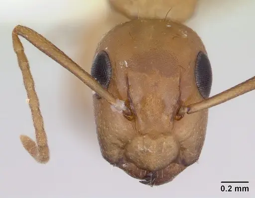 Camponotus curviscapus specimen CASENT0173553 image casent0173553_2