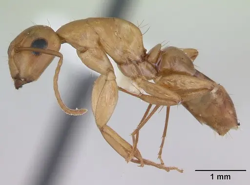 Camponotus curviscapus specimen CASENT0173553 image casent0173553_3