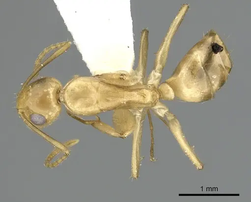 Camponotus curviscapus specimen CASENT0249390 image casent0249390_1