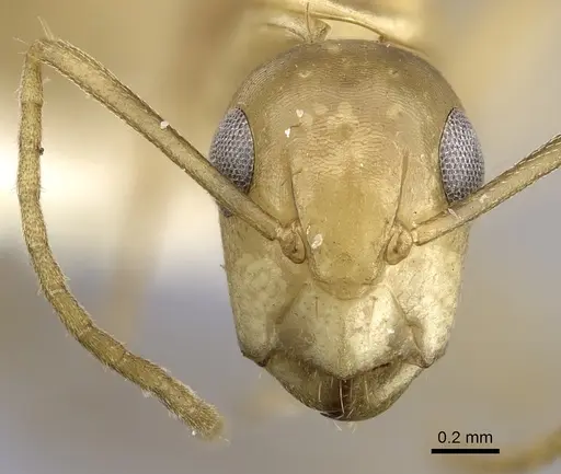 Camponotus curviscapus specimen CASENT0249390 image casent0249390_2