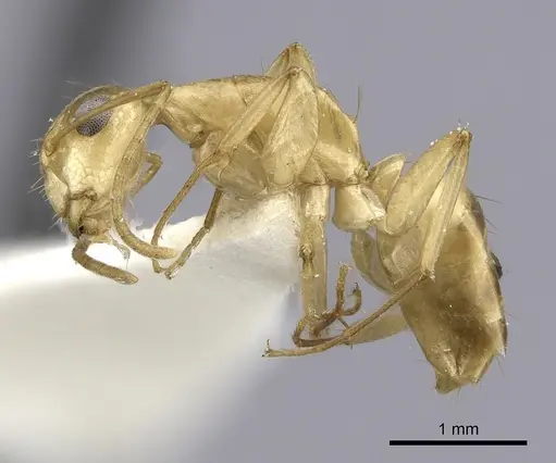 Camponotus curviscapus specimen CASENT0249390 image casent0249390_3