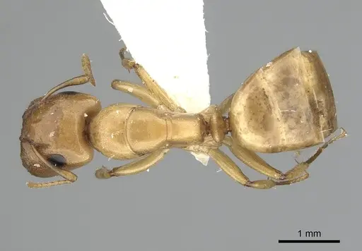 Camponotus curviscapus specimen CASENT0249391 image casent0249391_1
