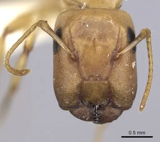 Camponotus curviscapus specimen CASENT0249391 image casent0249391_2