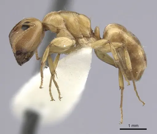 Camponotus curviscapus specimen CASENT0249391 image casent0249391_3