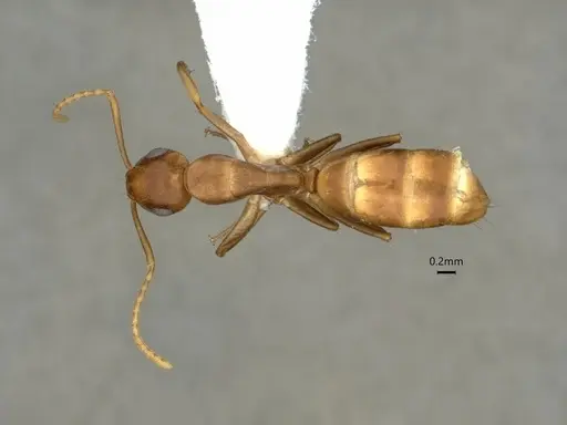 Camponotus curviscapus specimen CASENT0886716 image casent0886716_1