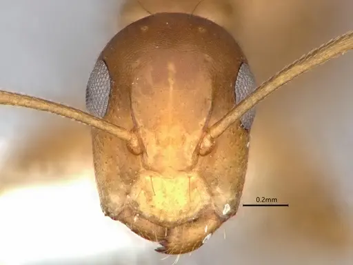 Camponotus curviscapus specimen CASENT0886716 image casent0886716_2