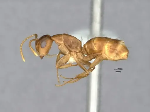 Camponotus curviscapus specimen CASENT0886716 image casent0886716_3