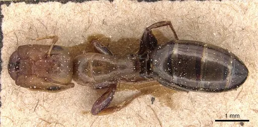 Camponotus curviscapus specimen CASENT0905496 image casent0905496_1
