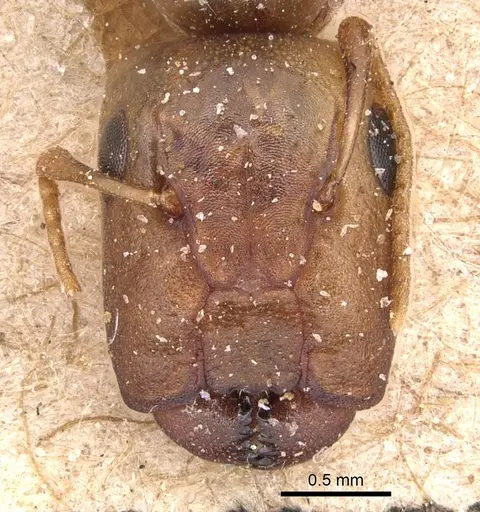 Camponotus curviscapus specimen CASENT0905496 image casent0905496_2