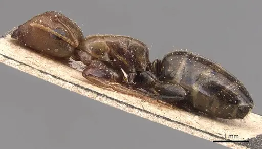 Camponotus curviscapus specimen CASENT0905496 image casent0905496_3