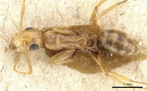 Camponotus curviscapus specimen CASENT0905497 image casent0905497_1