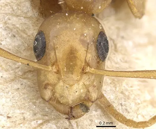 Camponotus curviscapus specimen CASENT0905497 image casent0905497_2