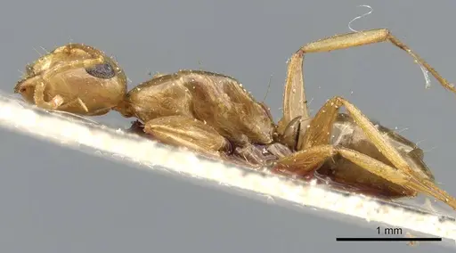 Camponotus curviscapus specimen CASENT0905497 image casent0905497_3