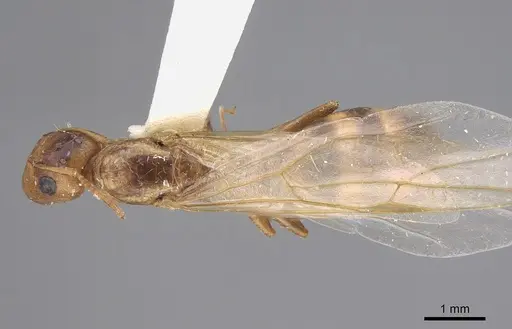 Camponotus curviscapus specimen CASENT0923530 image casent0923530_1