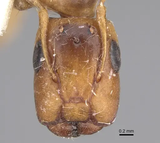 Camponotus curviscapus specimen CASENT0923530 image casent0923530_2
