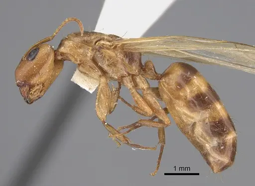 Camponotus curviscapus specimen CASENT0923530 image casent0923530_3