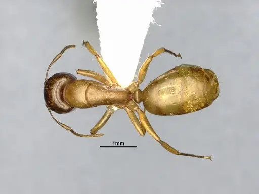 Camponotus curviscapus specimen CASENT4032229 image casent4032229_1