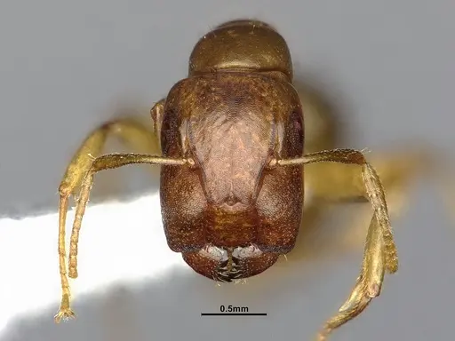 Camponotus curviscapus specimen CASENT4032229 image casent4032229_2
