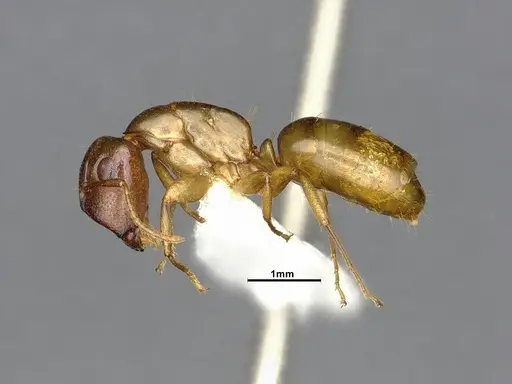 Camponotus curviscapus specimen CASENT4032229 image casent4032229_3