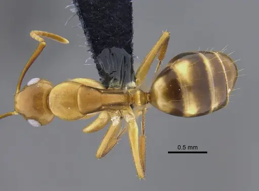 Camponotus curviscapus specimen CBUMAGENT41822 image cbumagent41822_1
