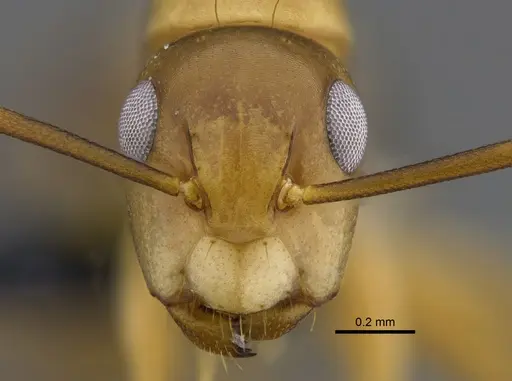 Camponotus curviscapus specimen CBUMAGENT41822 image cbumagent41822_2